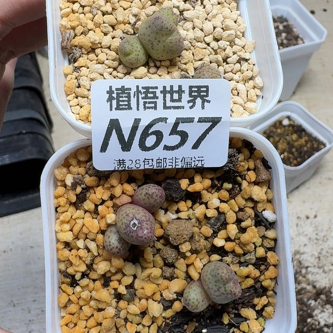 多肉植物的润泽植物ghh