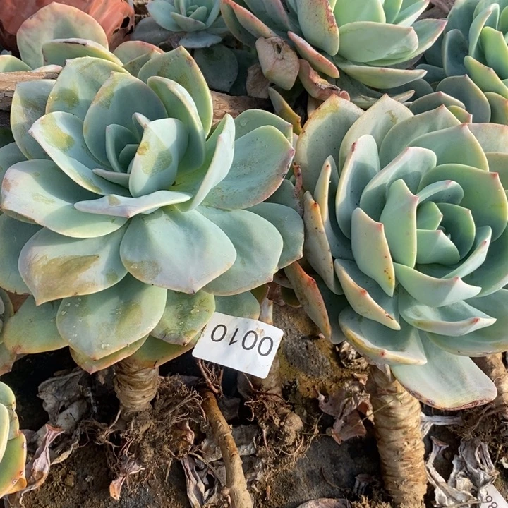 2-0010白凤两个一组多肉