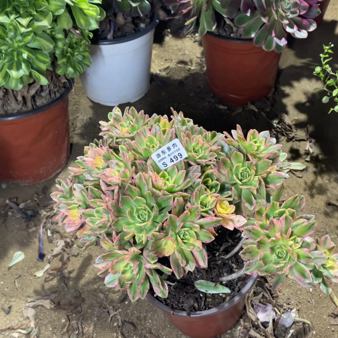 499甜茶多肉法师断枝不包