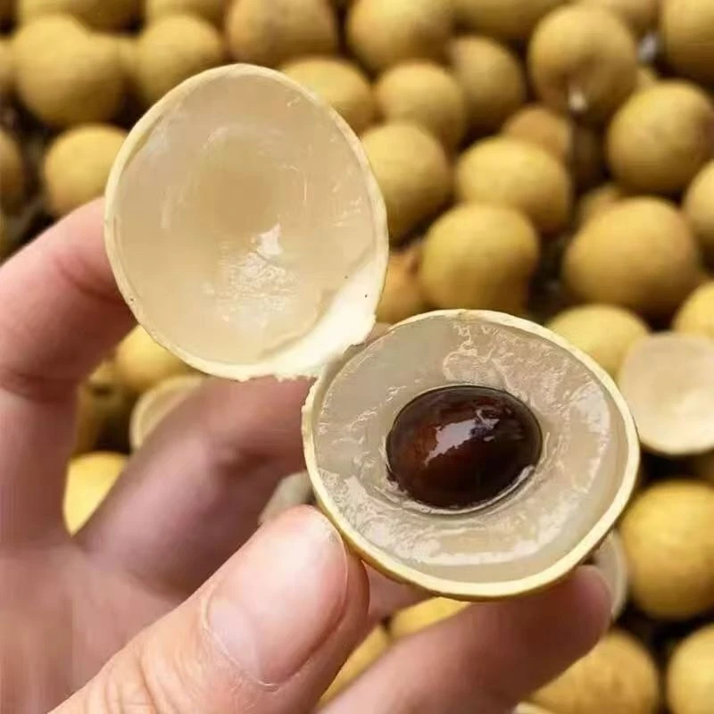 【顺丰】广东饶平独有草埔金带龙眼现摘现发