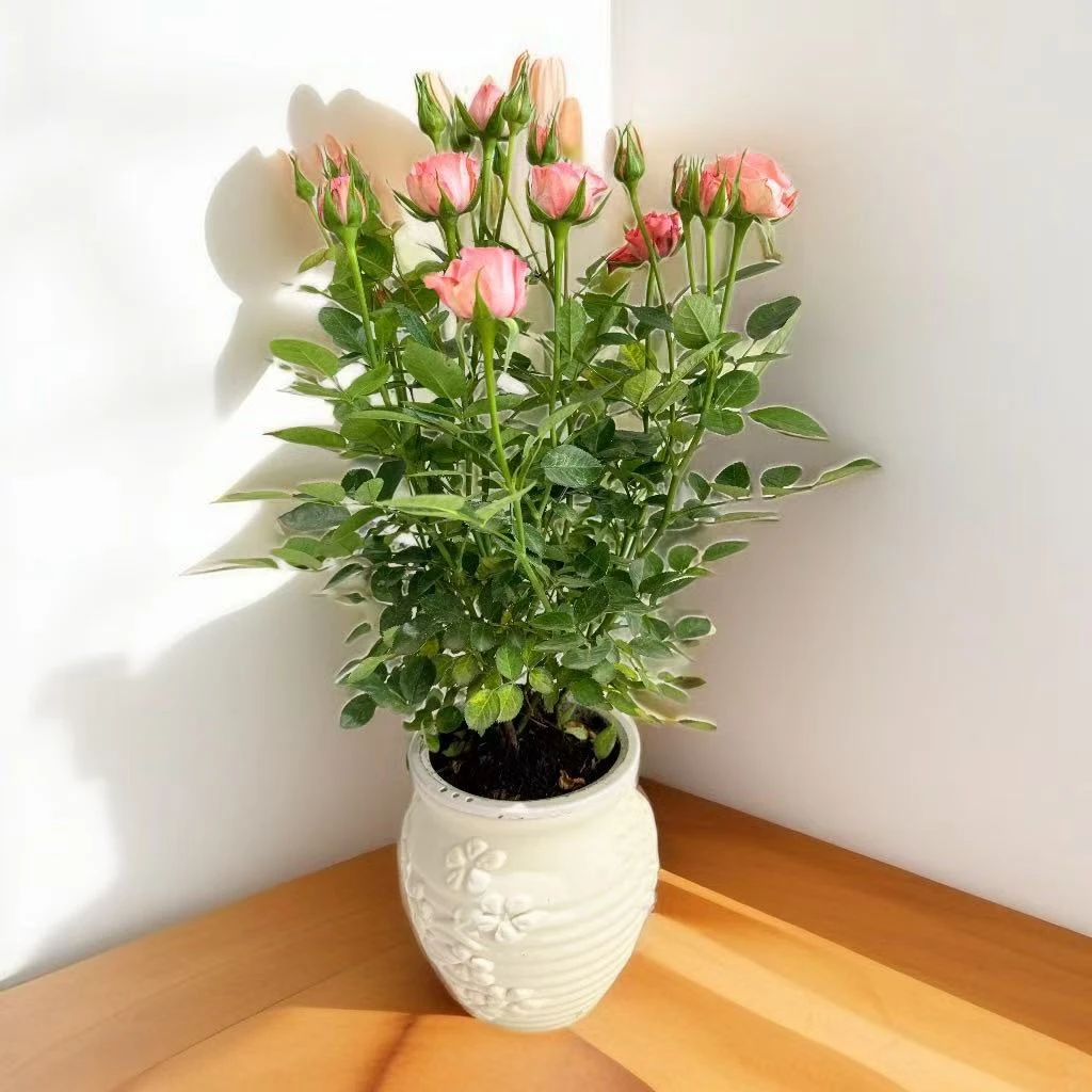 【仙度瑞拉】月季暴花品种盆栽四季开花阳台庭院耐寒耐热新手好养