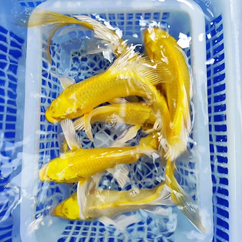 3号【招财小黄金10-12cm  5条】锦鲤好养冷水鱼