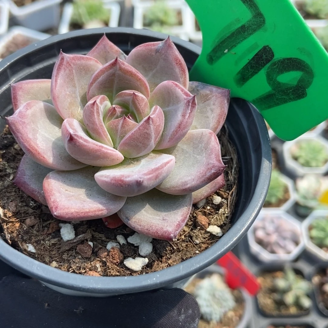 719夜魔侠多肉植物保护