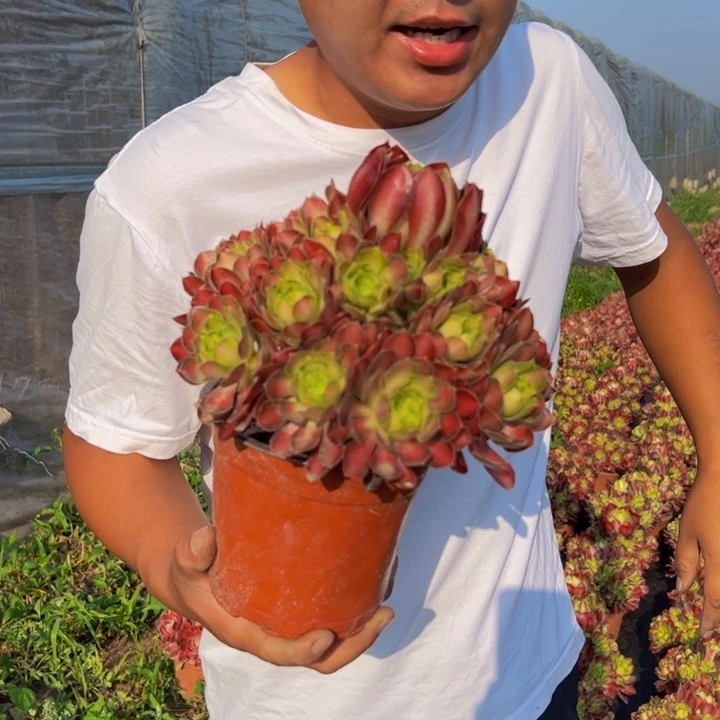 9.99韶华一棵包邮