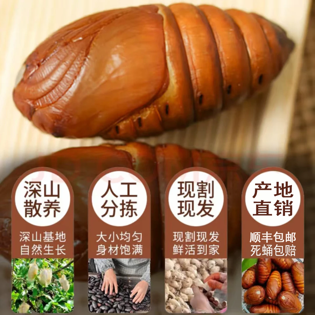 大黄 东北柞树鲜活蚕蛹 顺丰包邮