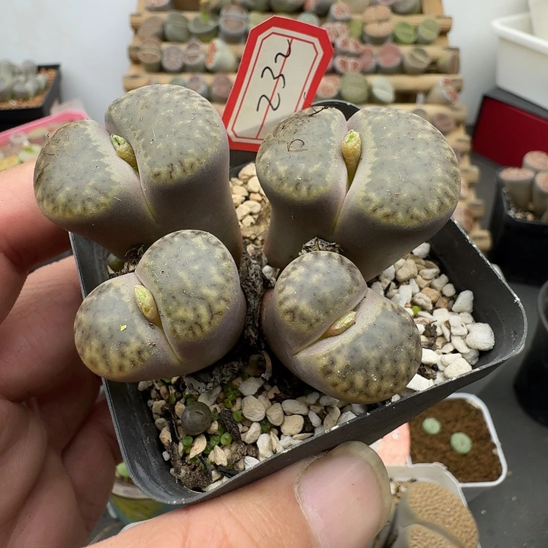 232多肉哈哈哈哈哈哈