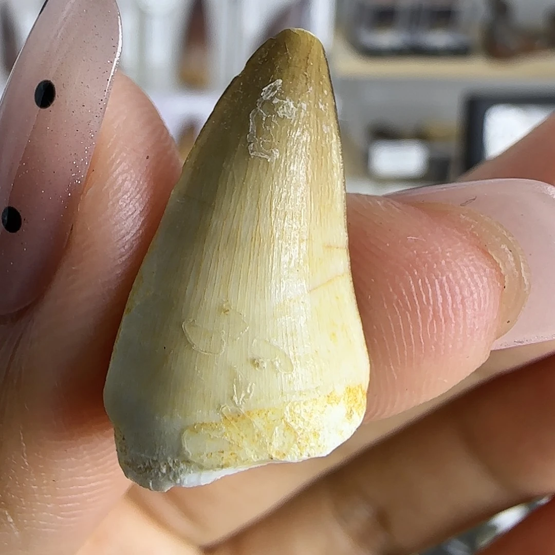 有机玻璃苍笼牙标本