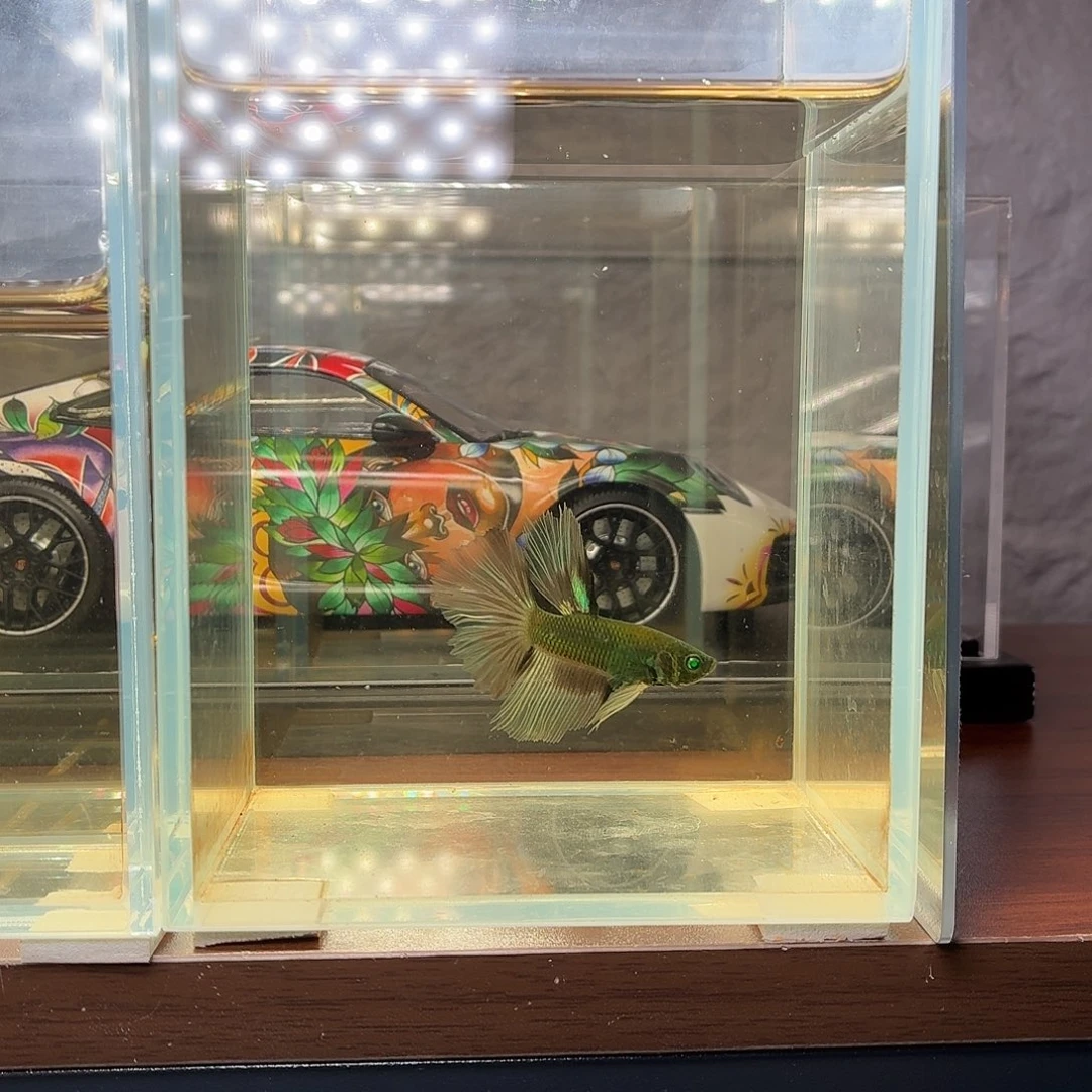 斗鱼绿魔半月公鱼