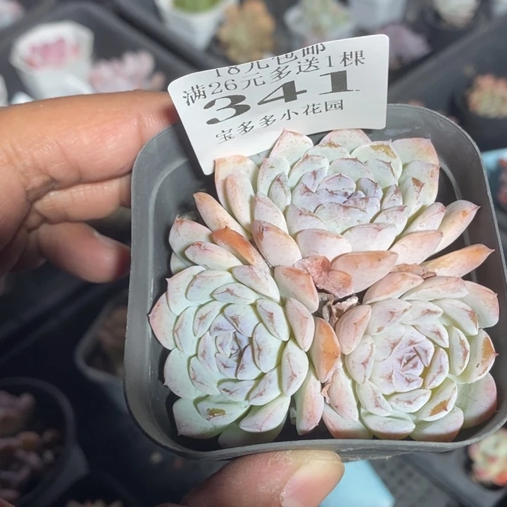 三头雪颜冰魄一物一拍满18包邮满26送一颗多肉