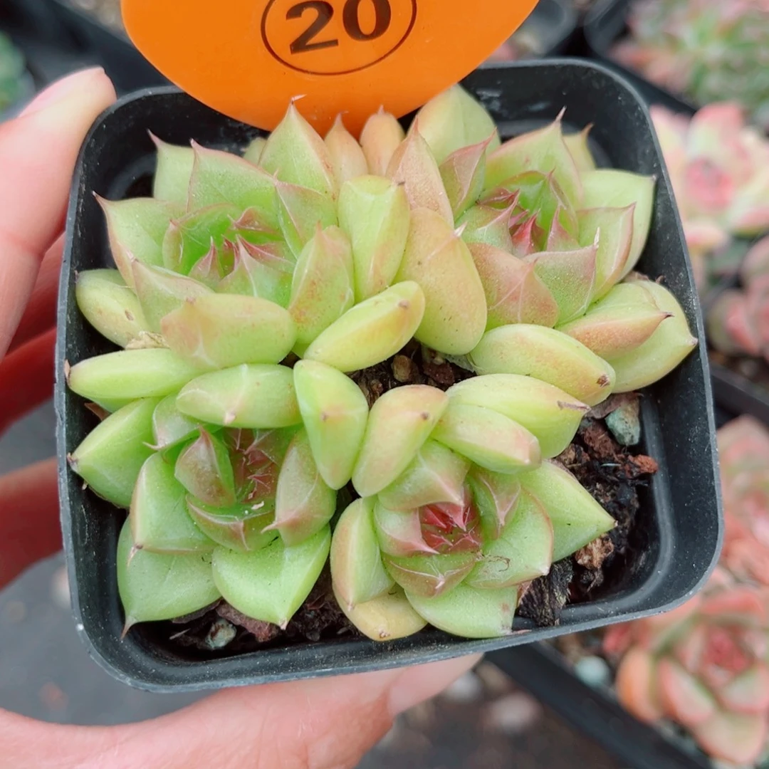 20号小老桩珍妮群