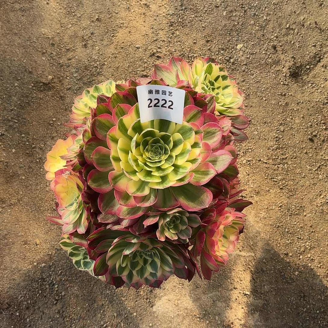 多肉法师海王2222