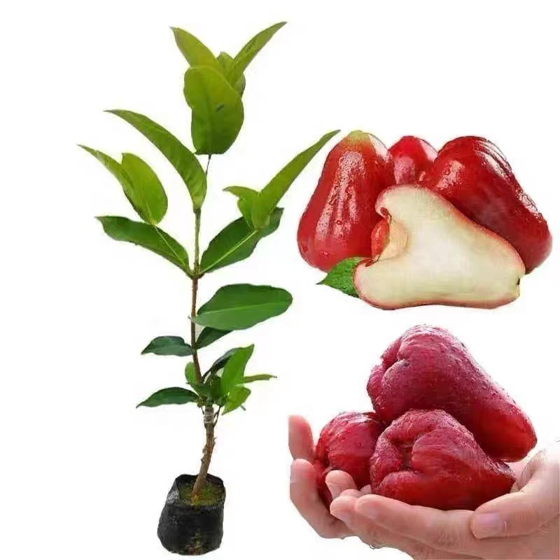 【一物一拍】黑金刚莲大叶红黑塘芭比盆栽地栽带土带叶盆景庭院种植
