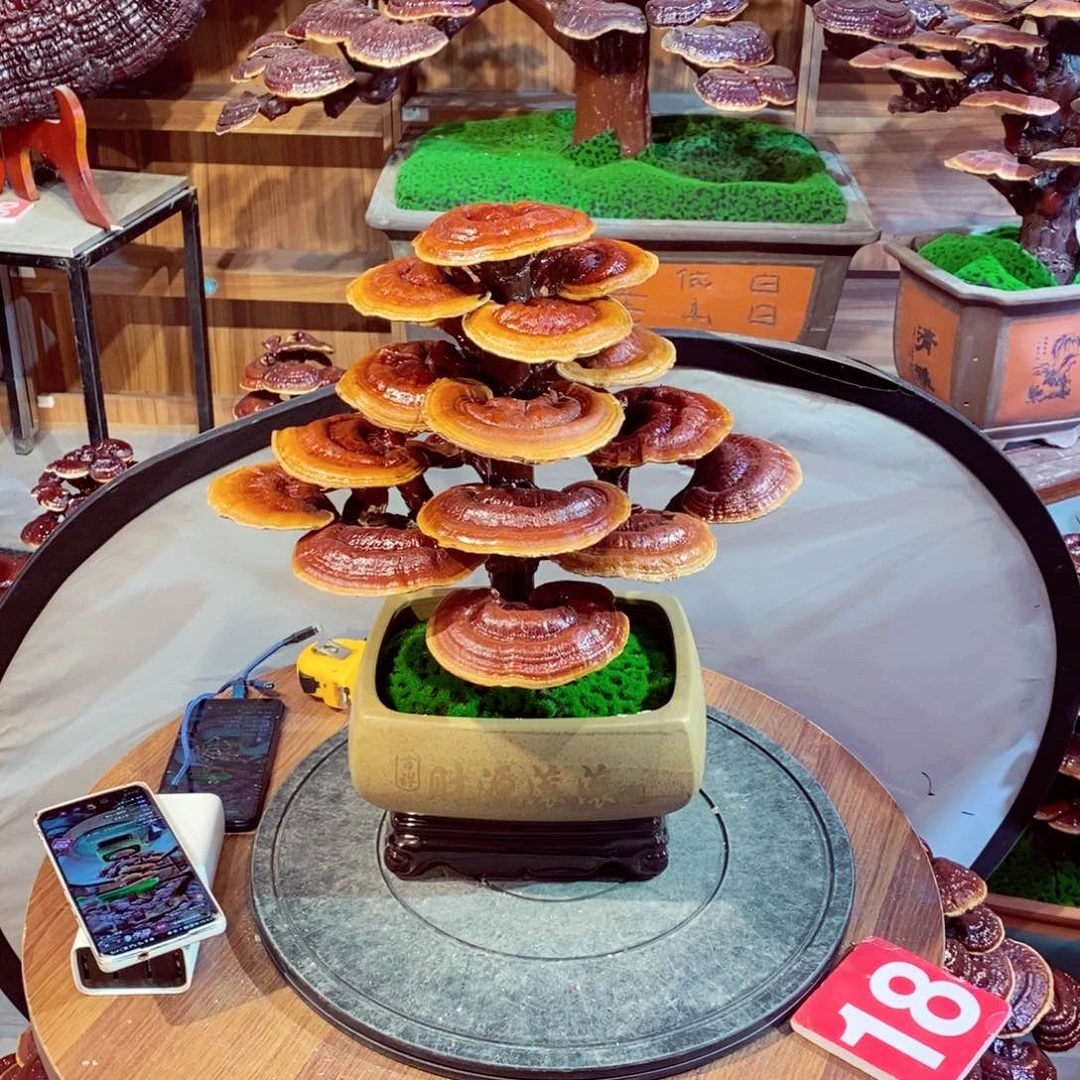 发财树发财树发财树