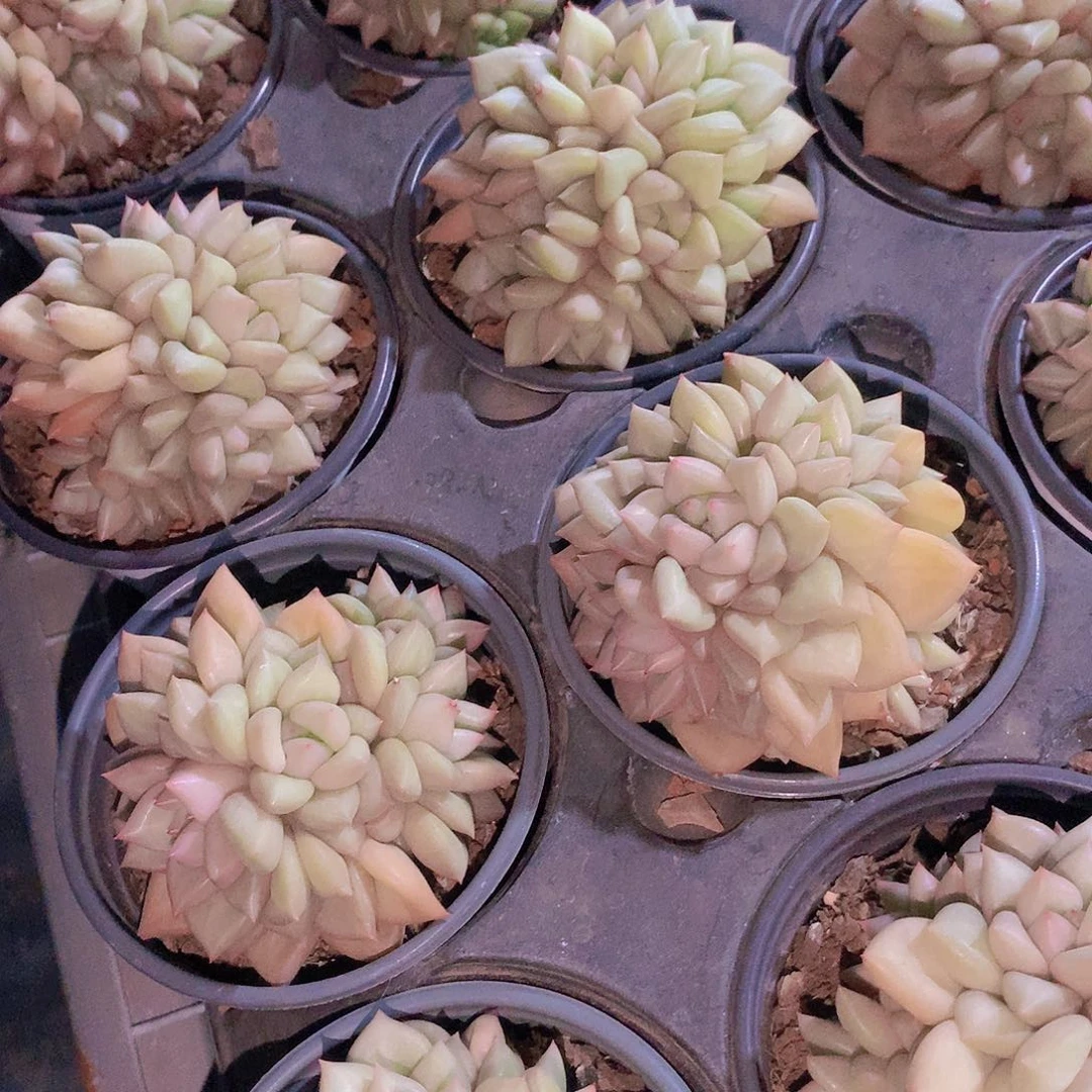 黄金象牙群2456778899900