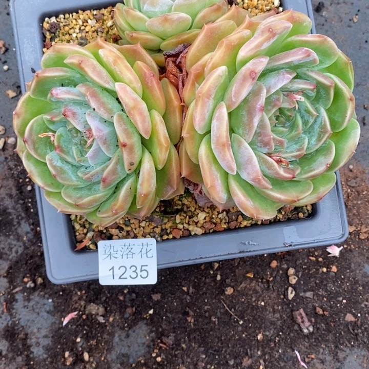 不***调精品多肉植物1235