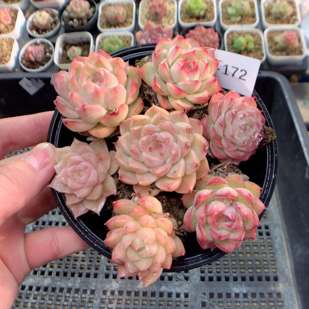 E172女王，柿子多肉20包邮偏远地区不发货