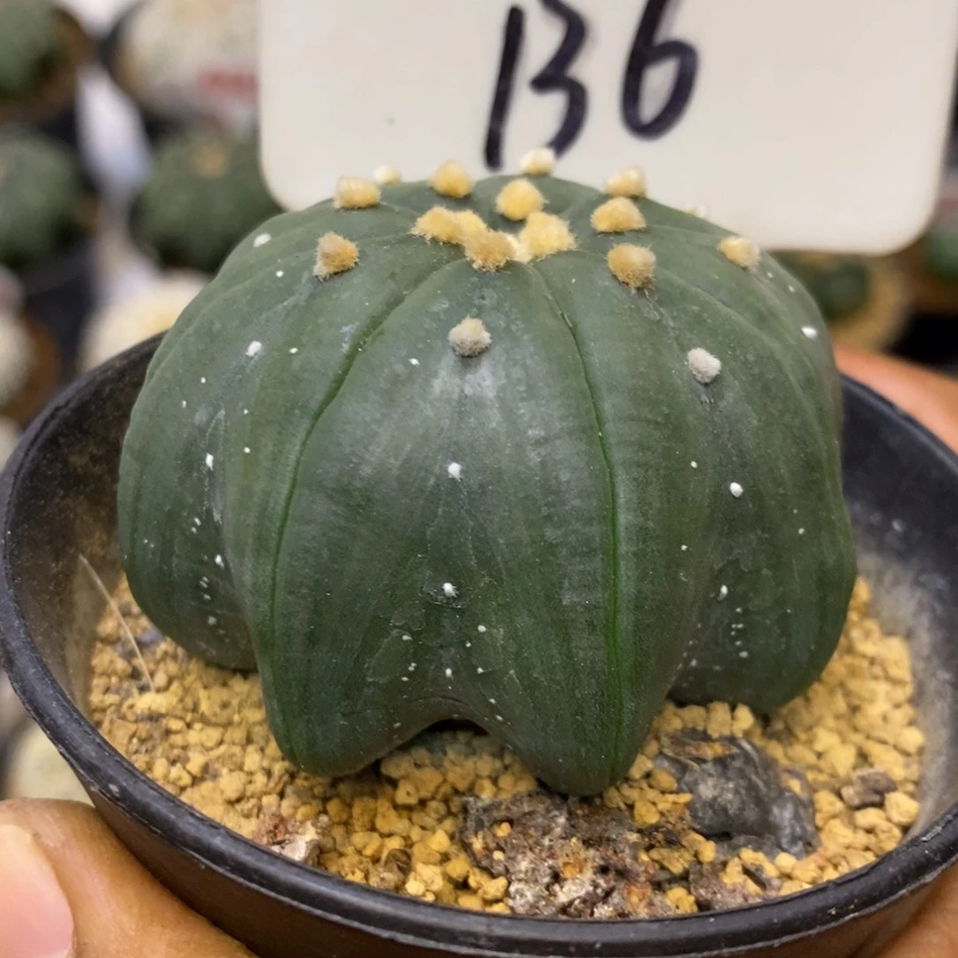136高脚琉璃指纹特价咯