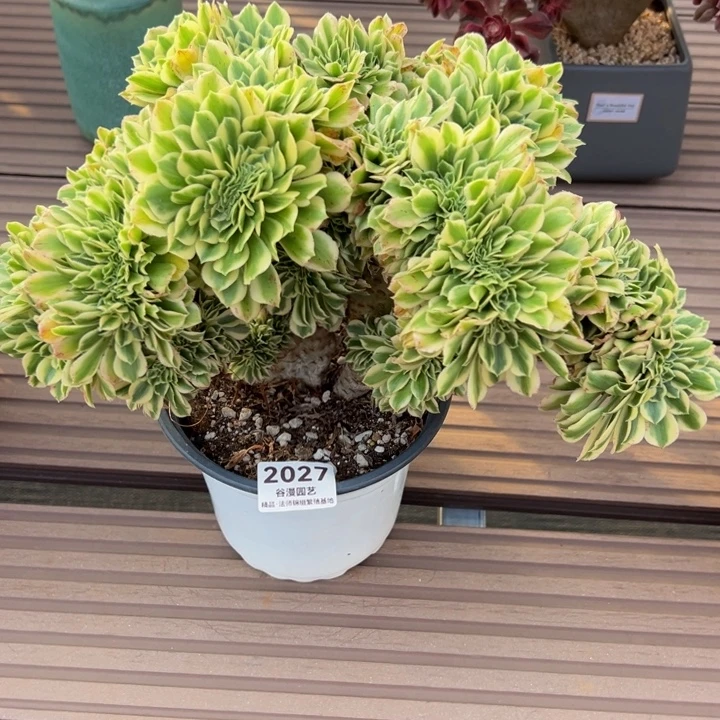 2027迈巴赫缀化老桩