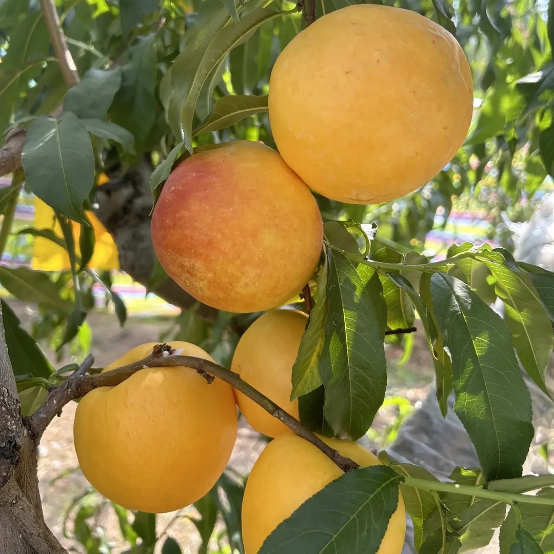 中油金顶  八月初成熟  12月份发苗