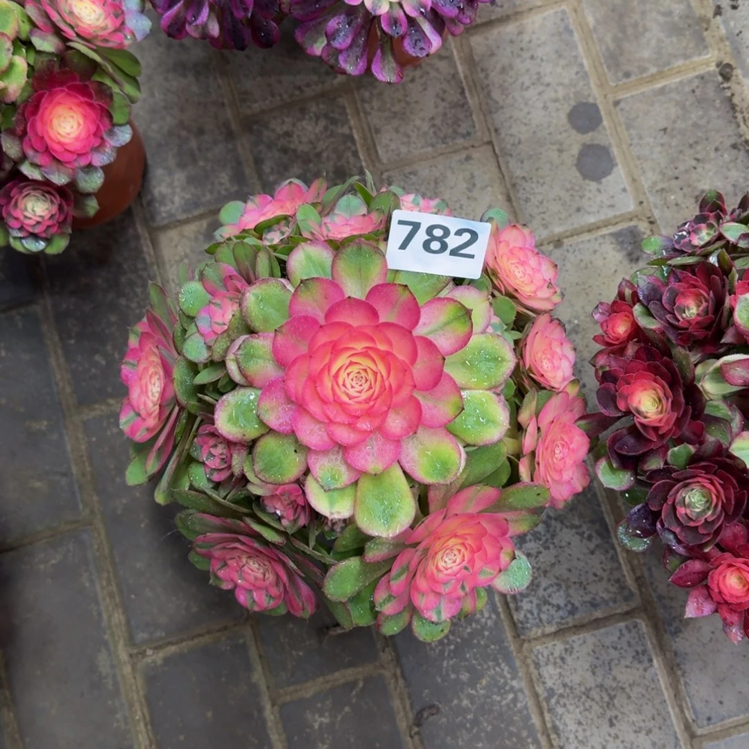林***森多肉植物782荔枝 法师