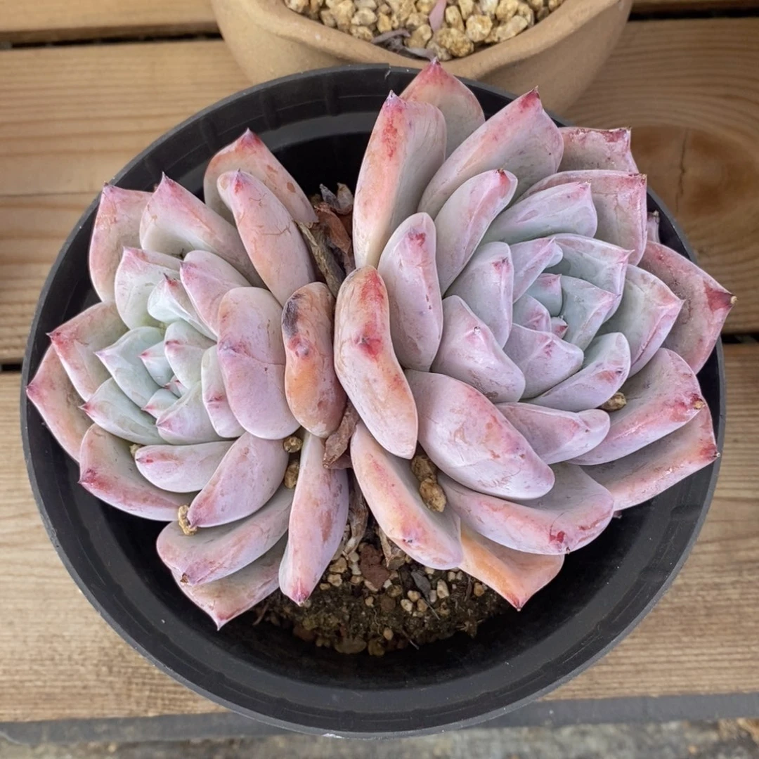 可问主播品种，下滑链接更多品种多肉选择