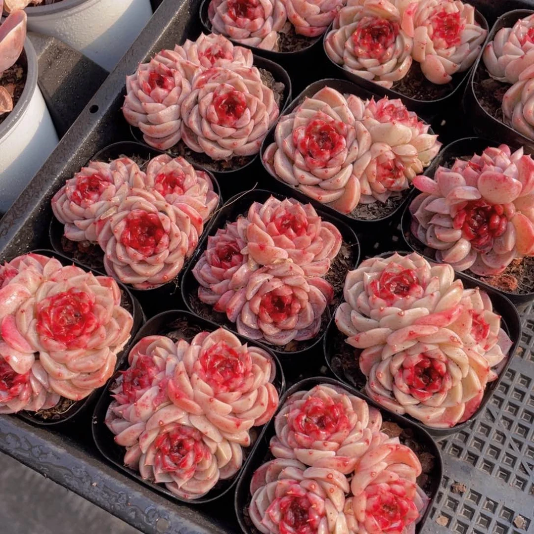 727号 全状态天鹅绒三头群一个