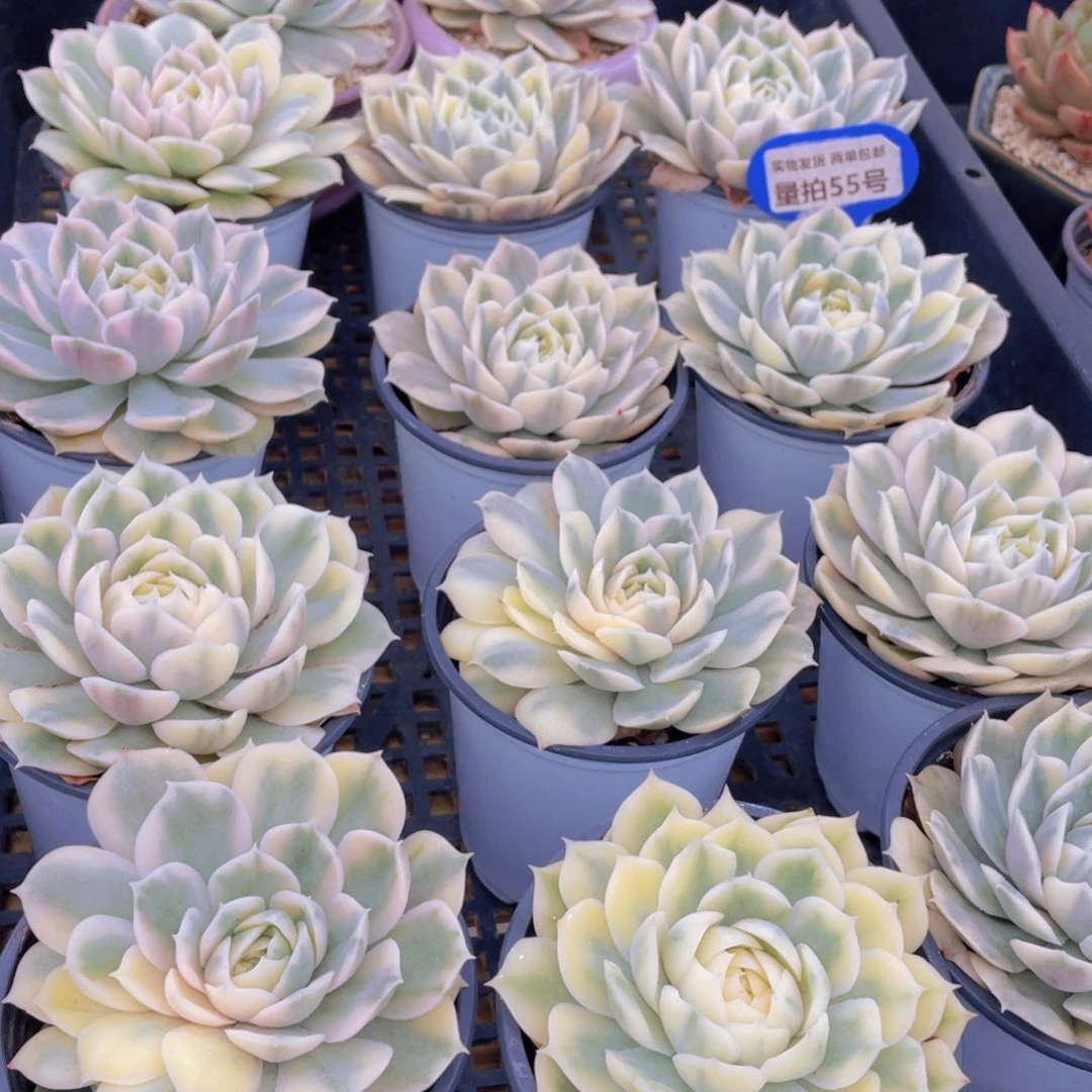 量拍55号 昂斯诺锦大单头一个