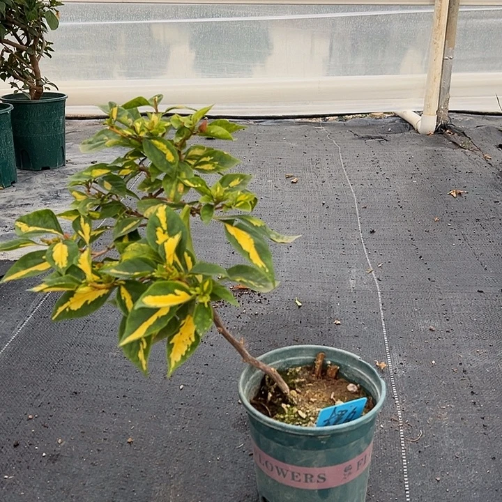 当前无花栽培后可以开花 金心橙白 造型  6