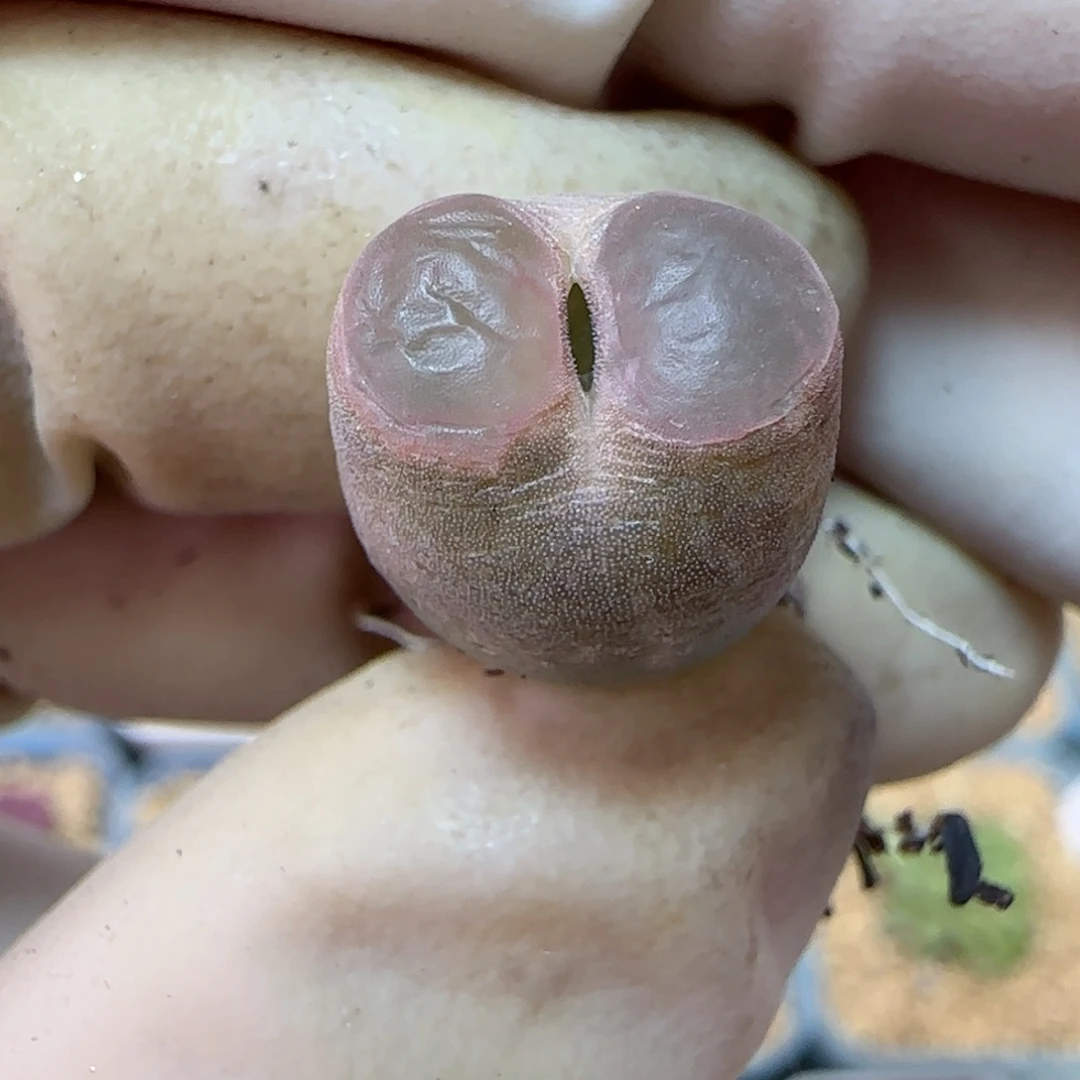 340粉磁铁优选福利