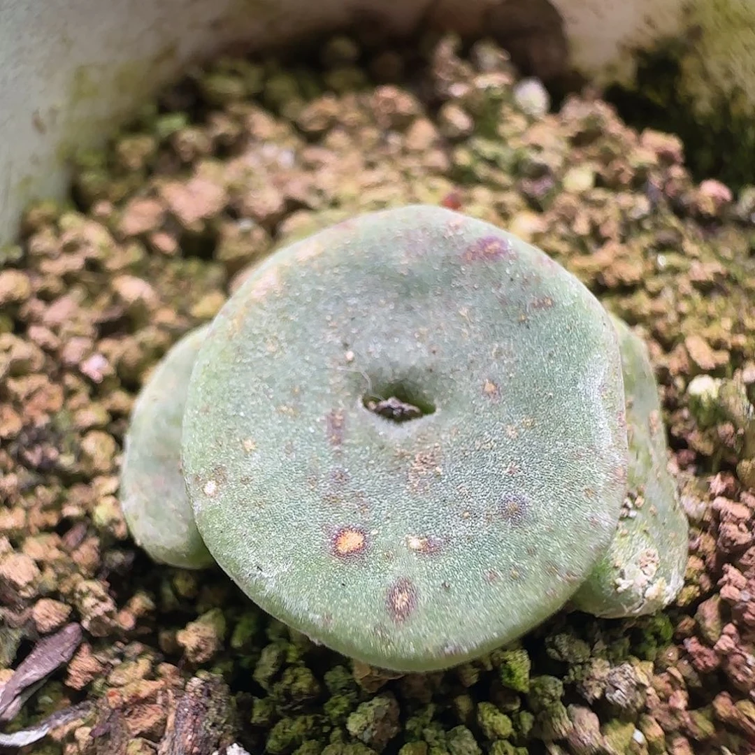 毛纽扣。           027