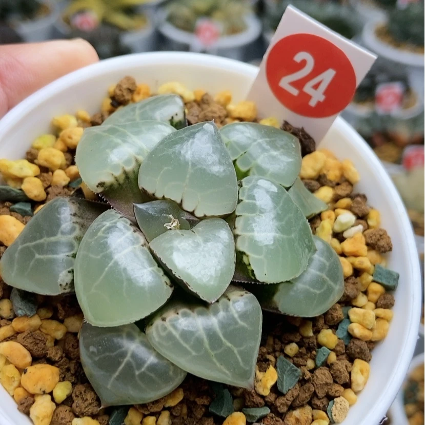 【闪购商品】24月光女神