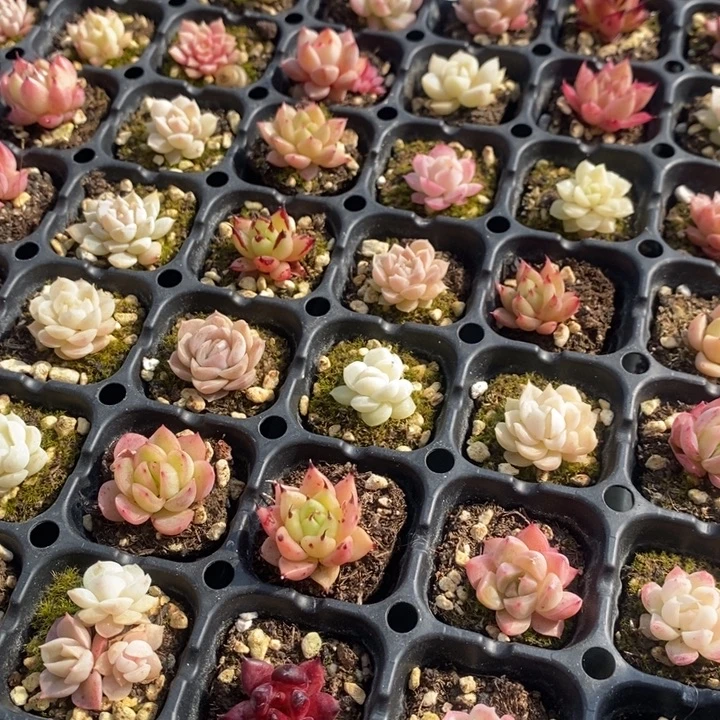 12 多肉植物盆栽花卉