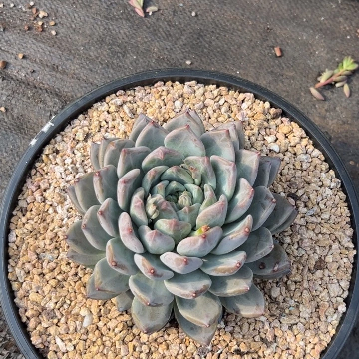 多肉植物星云080