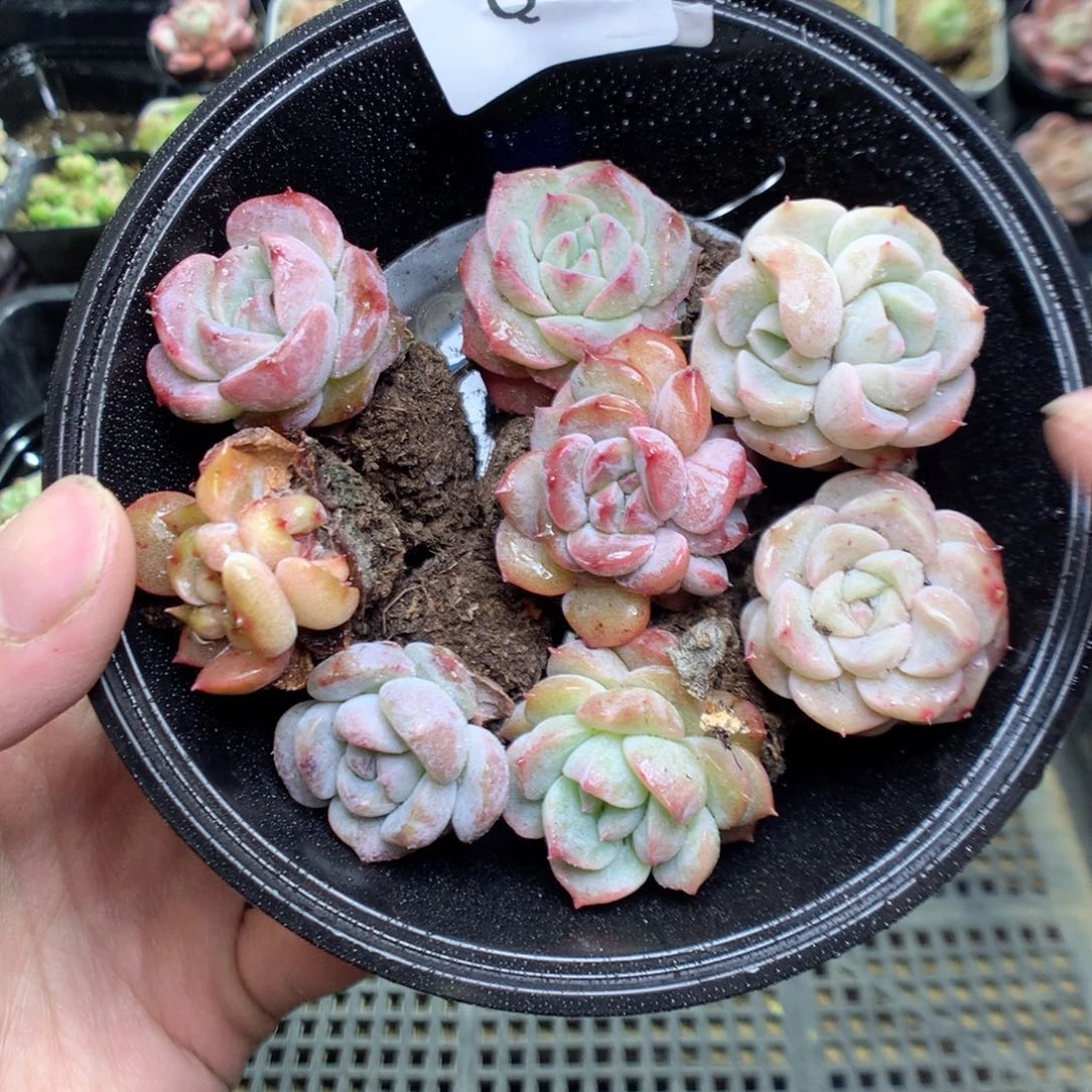 Q97y y y y y y y y