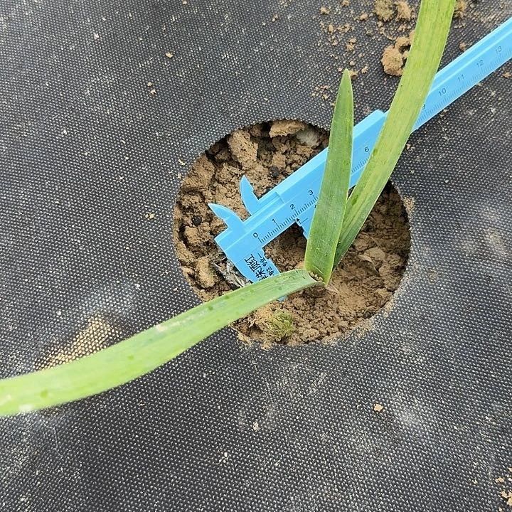 雅致朱顶红一棵1.8