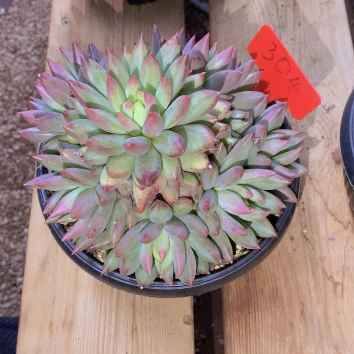 平***淡你也快回来吃饭哦我