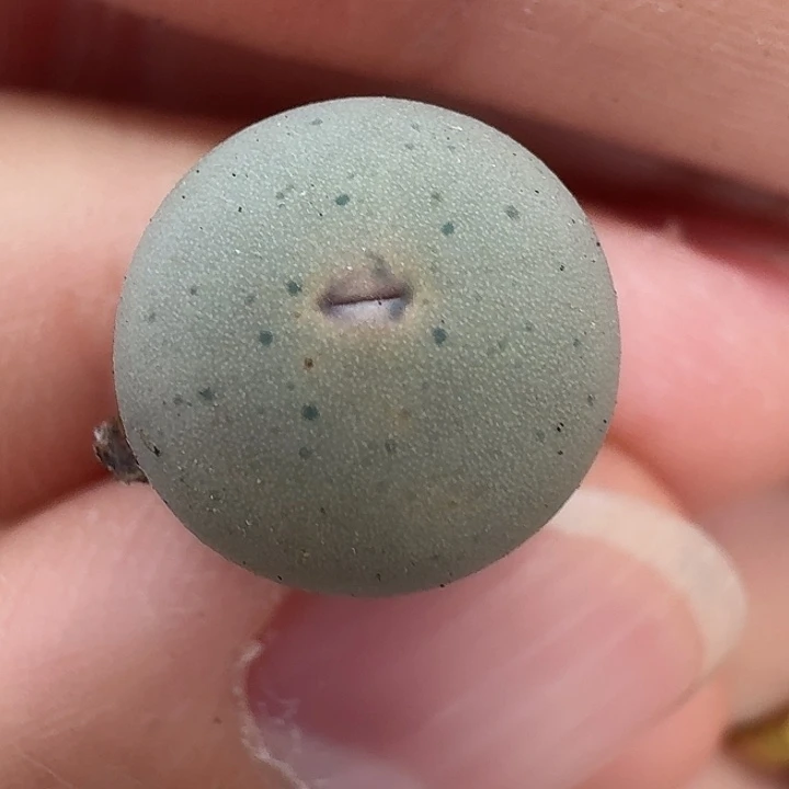 老马生石花433v嘴3026