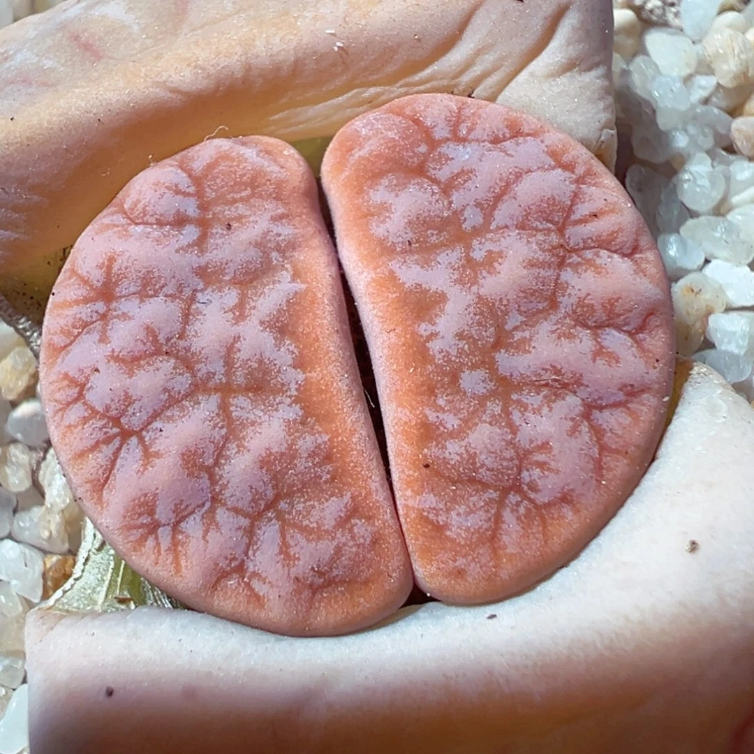 1230-458多肉多肉拿铁