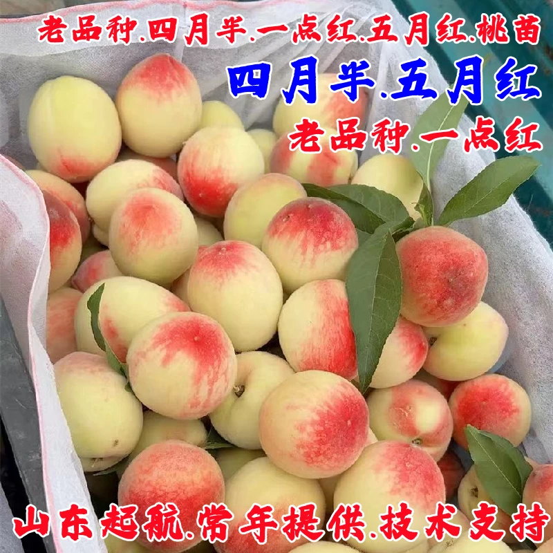 老品种四月半桃树苗极早熟一点红桃苗5月红甜桃子果苗南北方种植