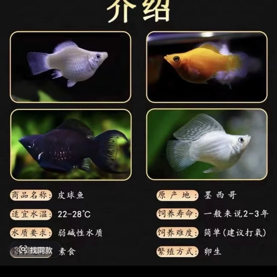 马丽球精品孔雀鱼（入缸后不包损）