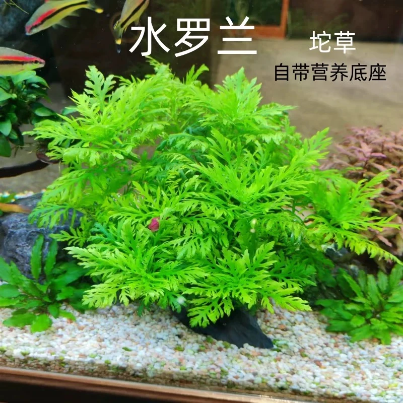 【水罗兰】阴性耐寒水草
