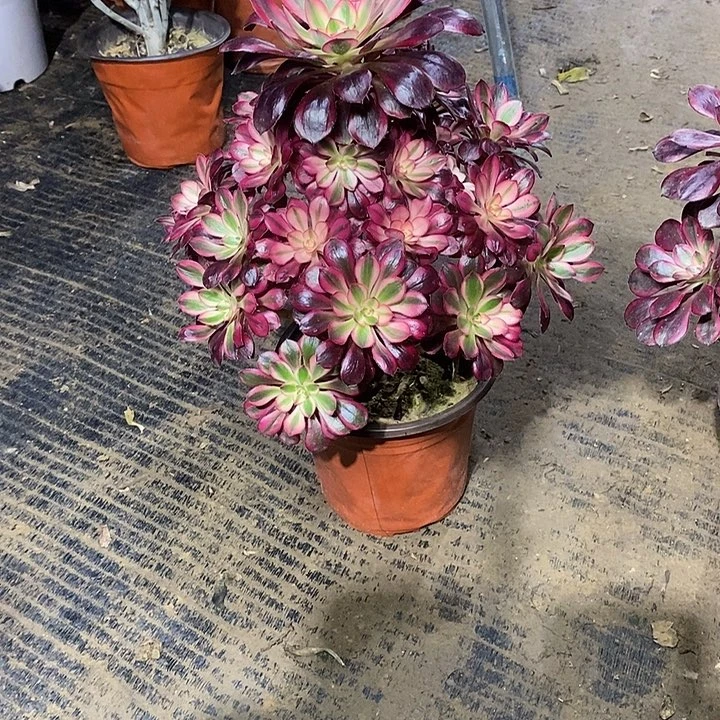 10，香奈儿有修枝多肉法师