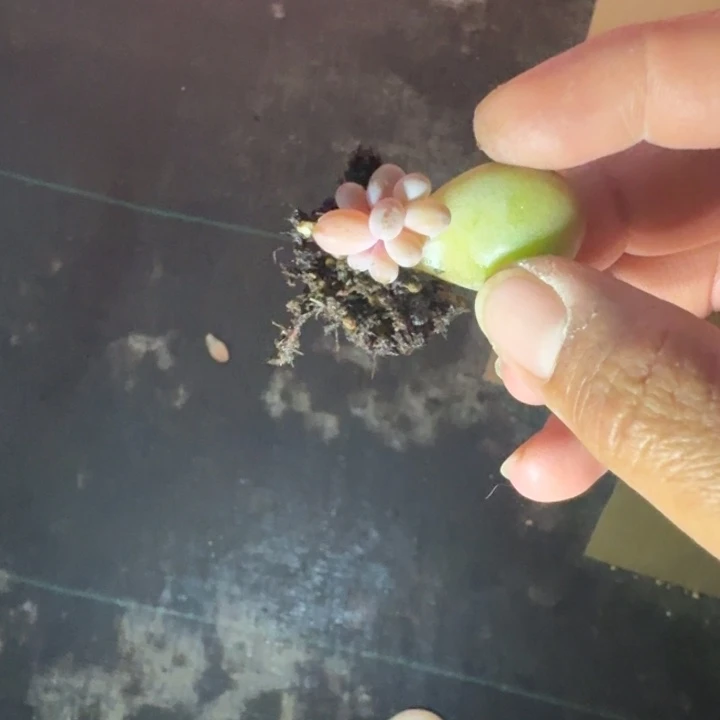 打***死刚果奶 叶插 一物一拍