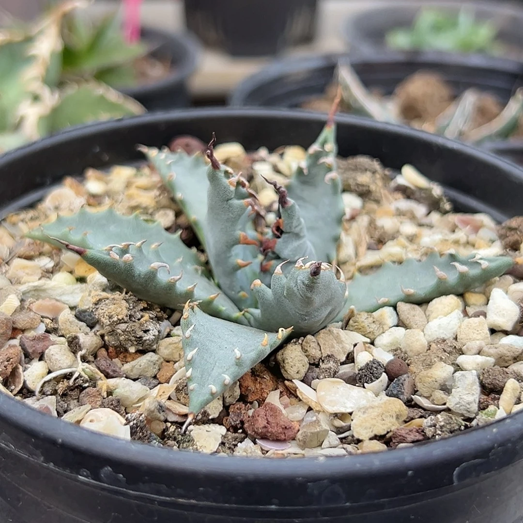 实生eb妖炎一物一拍偏远不包邮不退不换