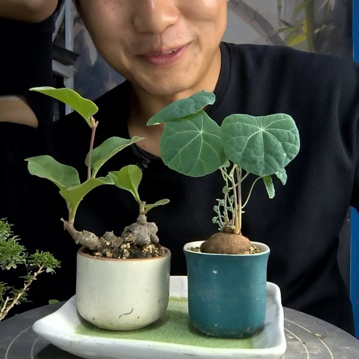初*中青园艺一物一拍61