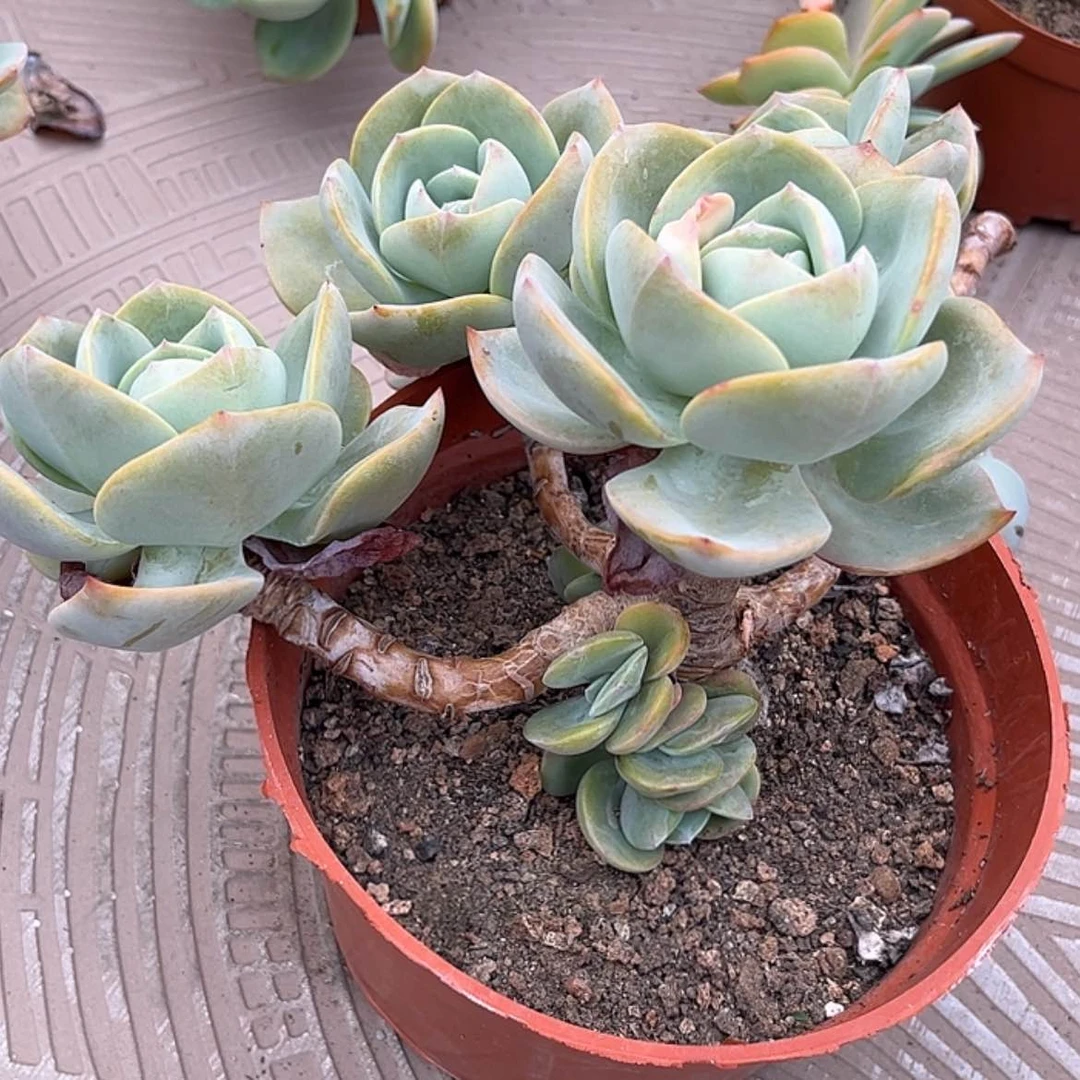 【闪购商品】无花朵用****0