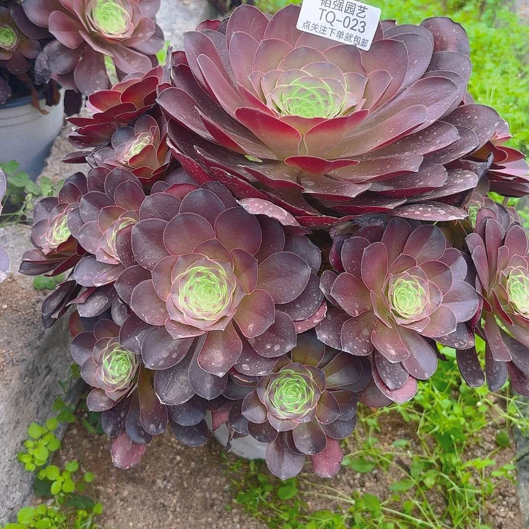 魅金多肉植物一号23