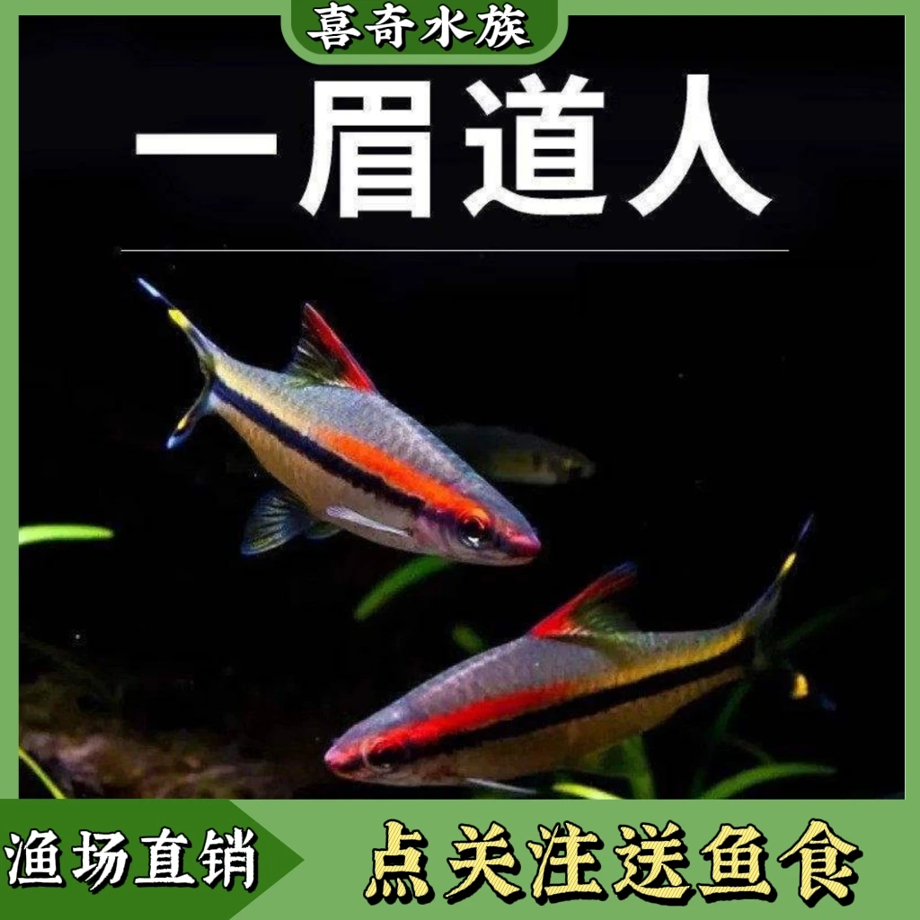 一眉道人热带活体观赏鱼苗群游草缸淡水新手混养灯科好养中小型鱼
