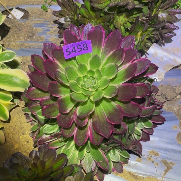 5458海仙多肉植物