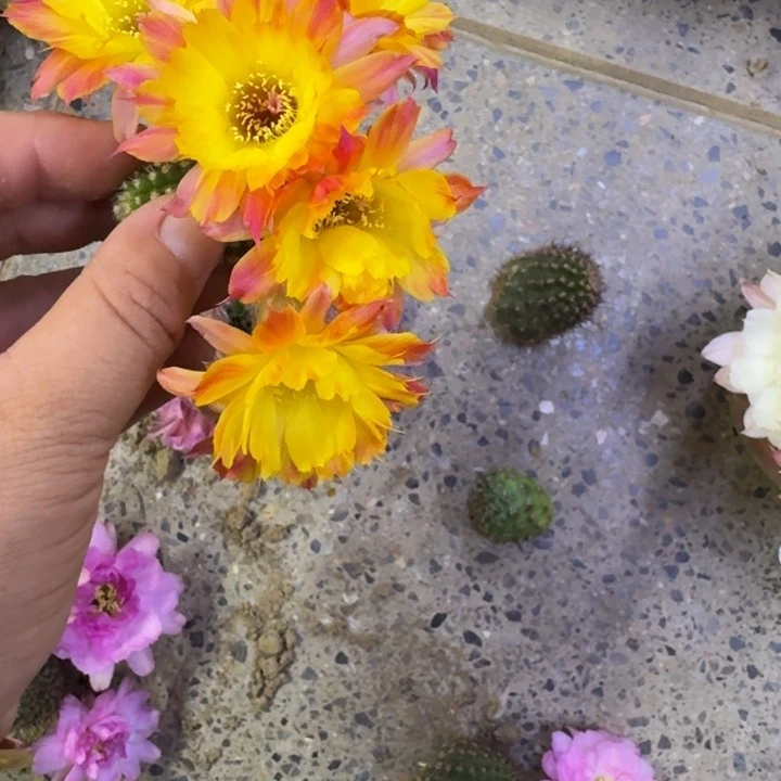 221白檀吕火焰3个无根侧牙很小，20包邮